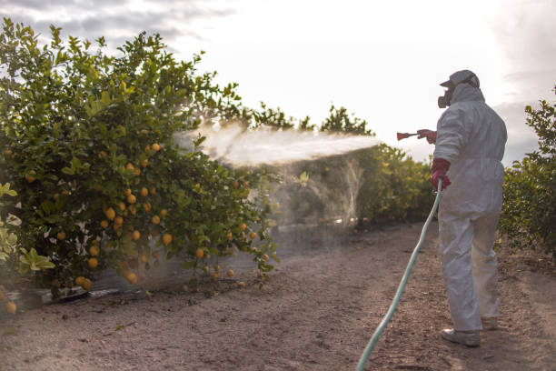 Wasp Removal Services in Crestline, CA