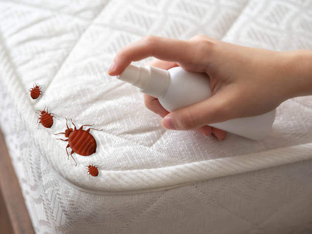 Best Pest Control for Homes  in Crestline, CA