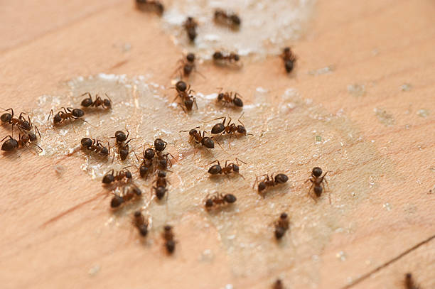  Crestline, CA Pest Control Pros