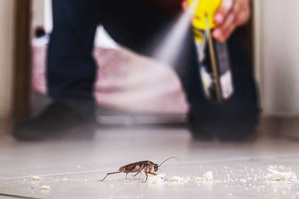 Best Wasp Removal Services  in Crestline, CA