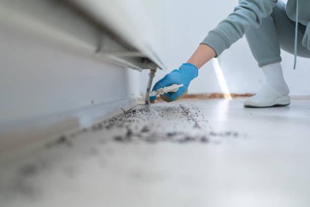 Best Flea Control Services  in Crestline, CA